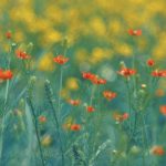 Als de Wolk Grijs in Plaats van Roze is
