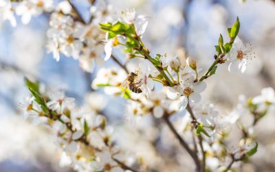 de-lente-komt_pixabay-plum-blossom-6169571