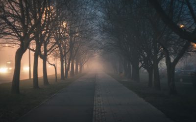 een-zijn_tree-forest-branch-winter-light-fog-1189006-pxhere