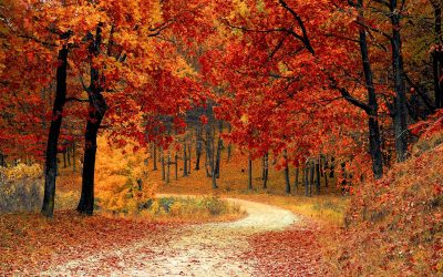 gezinsmoment-oud-en-nieuw_tree-natural-landscape-leaf-nature-autumn-deciduous-1614403-pxhere