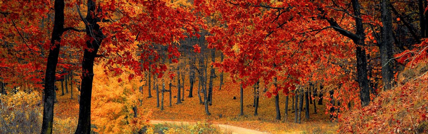 gezinsmoment-oud-en-nieuw_tree-natural-landscape-leaf-nature-autumn-deciduous-1614403-pxhere