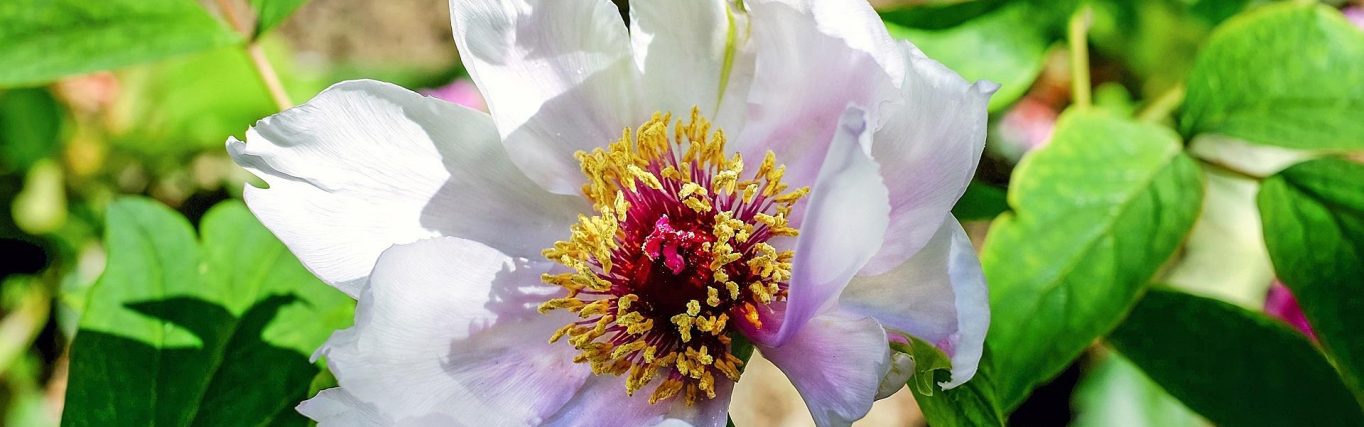 uw-wil-geschiedde_pixabay-peony-1342276_1920