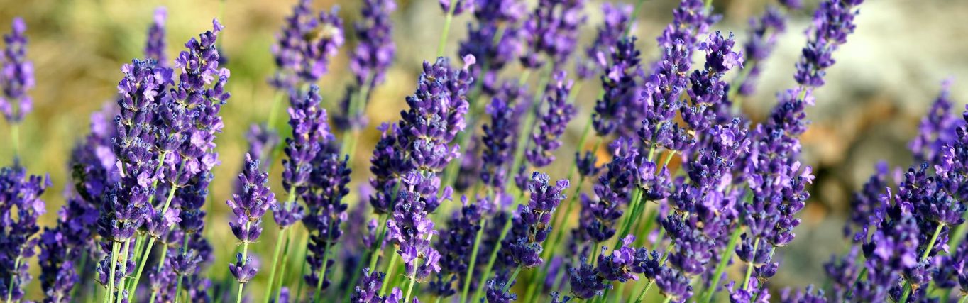 verborgen-omgang-met-god_pixabay-lavender-7274290