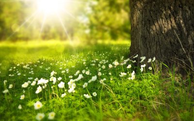 verhaal-huisgodsdienst_pickpik-spring-tree-flowers-meadow