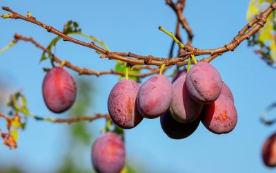 vruchten-van-de-geest_pixabay-plums-3560078